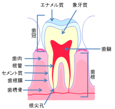 歯の構造