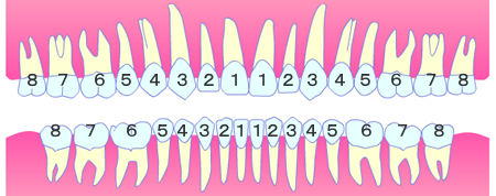 歯の名称・歯根の数
