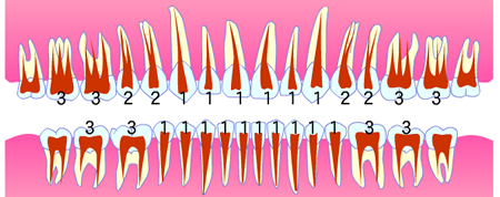 歯の名称・歯根の数