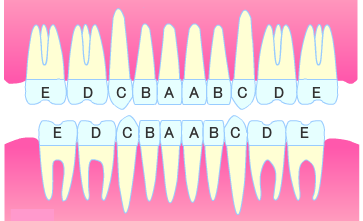 歯の名称・歯根の数