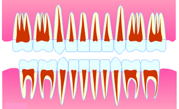 歯の名称・歯根の数